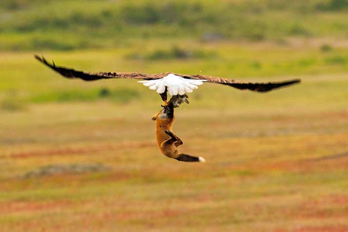 Φωτογράφος κατέγραψε την επική μάχη ανάμεσα έναν αετό και μια αλεπού για ένα κουνέλι (4)