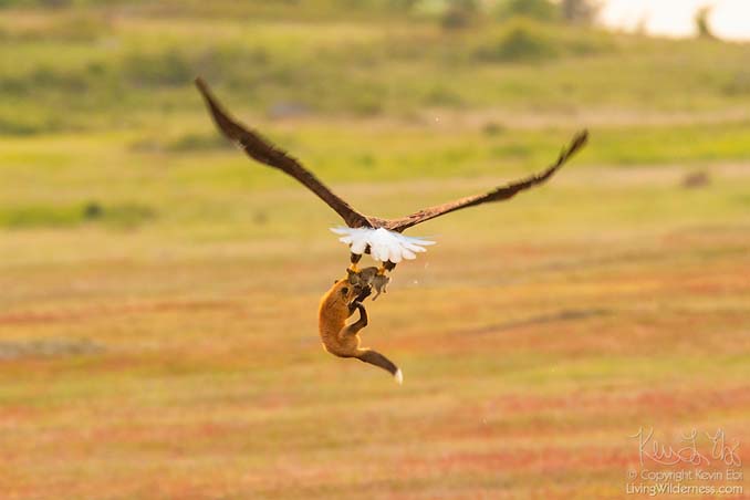 Φωτογράφος κατέγραψε την επική μάχη ανάμεσα έναν αετό και μια αλεπού για ένα κουνέλι (5)