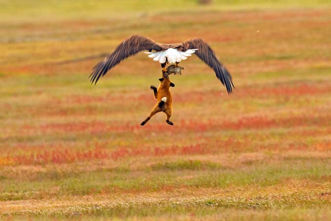 Φωτογράφος κατέγραψε την επική μάχη ανάμεσα έναν αετό και μια αλεπού για ένα κουνέλι (6)