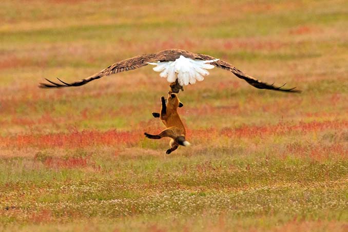 Φωτογράφος κατέγραψε την επική μάχη ανάμεσα έναν αετό και μια αλεπού για ένα κουνέλι (7)