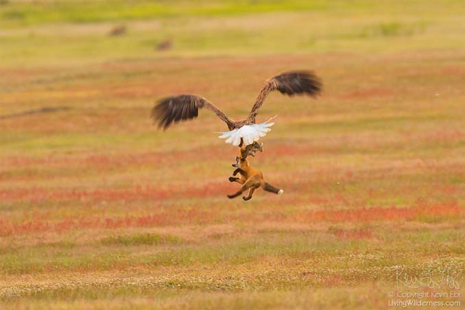 Φωτογράφος κατέγραψε την επική μάχη ανάμεσα έναν αετό και μια αλεπού για ένα κουνέλι (8)