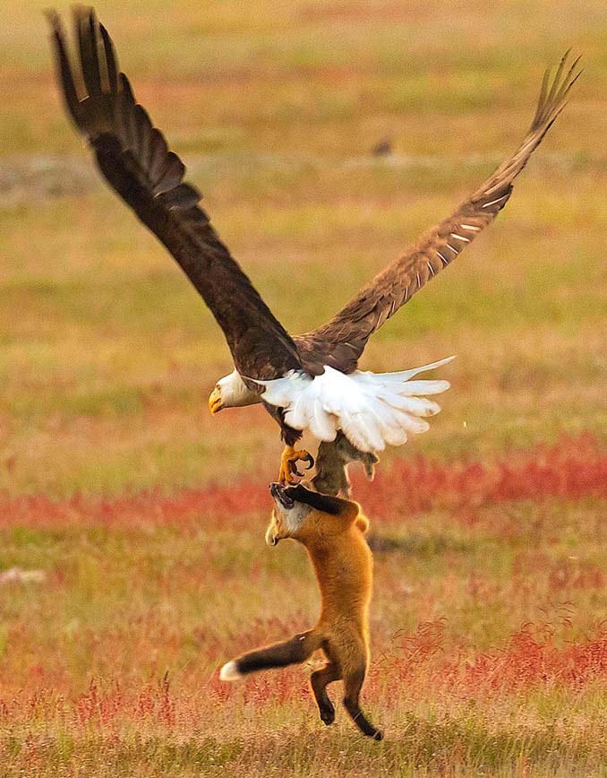 Φωτογράφος κατέγραψε την επική μάχη ανάμεσα έναν αετό και μια αλεπού για ένα κουνέλι (10)
