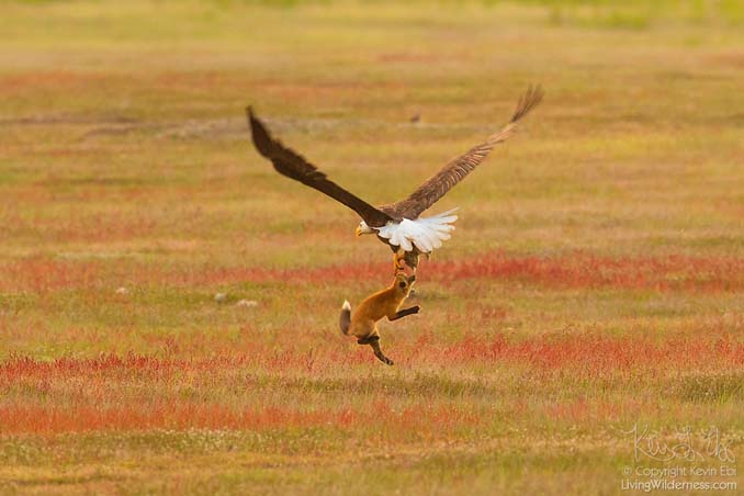 Φωτογράφος κατέγραψε την επική μάχη ανάμεσα έναν αετό και μια αλεπού για ένα κουνέλι (11)