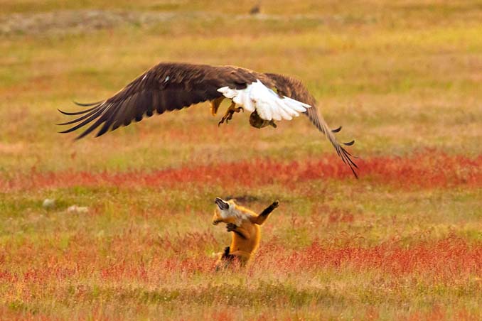 Φωτογράφος κατέγραψε την επική μάχη ανάμεσα έναν αετό και μια αλεπού για ένα κουνέλι (12)