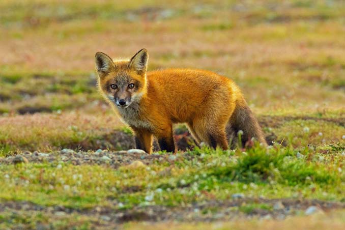 Φωτογράφος κατέγραψε την επική μάχη ανάμεσα έναν αετό και μια αλεπού για ένα κουνέλι (13)