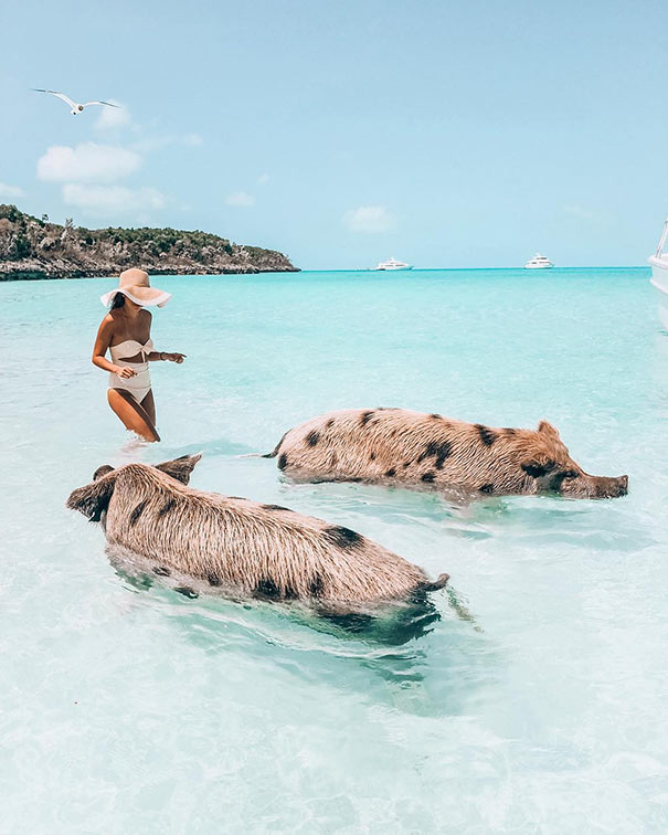 Κολυμπώντας με τα γουρούνια | Φωτογραφία της ημέρας