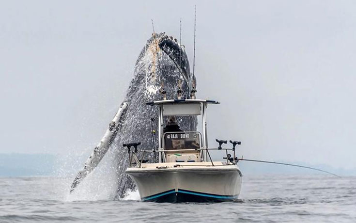 Φάλαινα προκαλεί δέος κάνοντας άλμα μπροστά σε σκάφος (1)