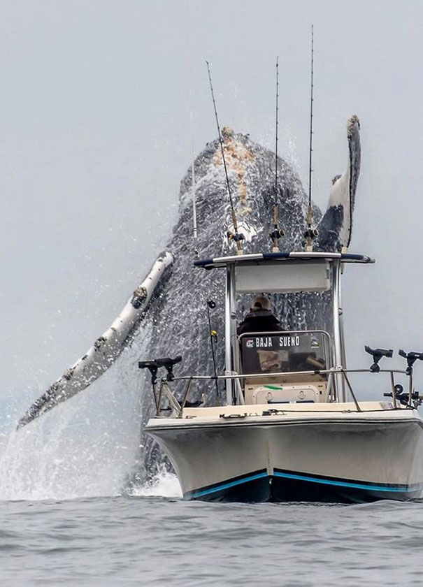 Φάλαινα προκαλεί δέος κάνοντας άλμα μπροστά σε σκάφος (2)