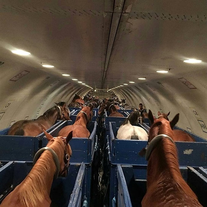 Άλογα σε αεροπλάνο | Φωτογραφία της ημέρας