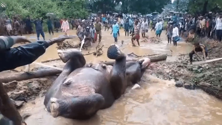 Έσωσαν ελέφαντα που είχε παγιδευτεί μέσα σε πλημμυρισμένο λάκκο