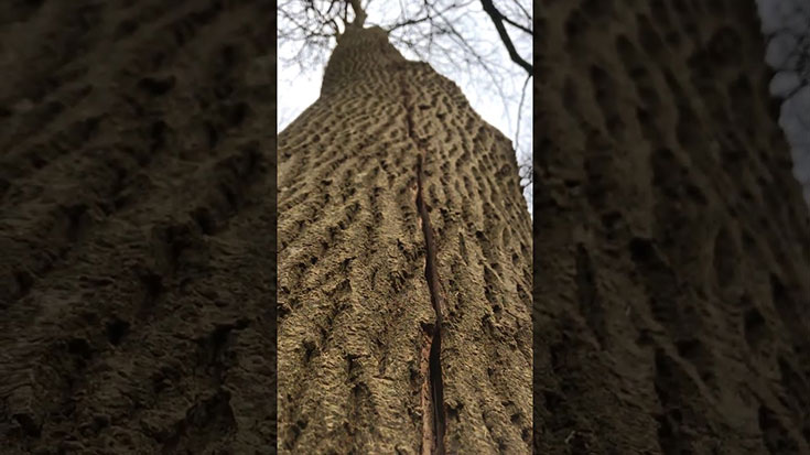 Το δέντρο που μοιάζει σαν να αναπνέει