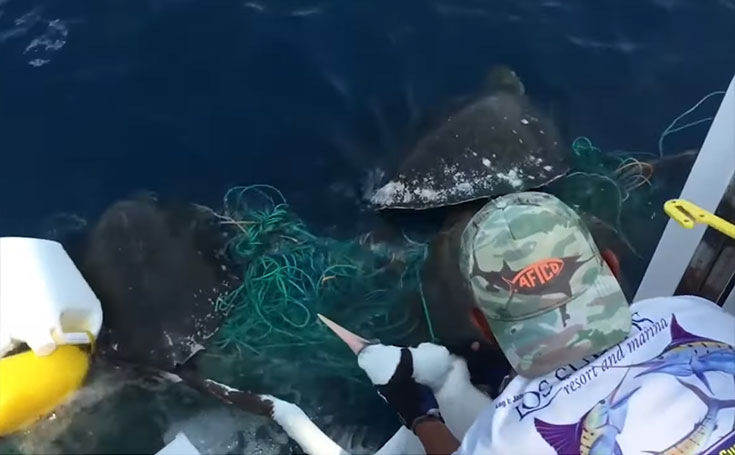 Ψαράδες σπεύδουν σε διάσωση πτηνού και θαλάσσιων χελωνών από δίχτυα ψαρέματος