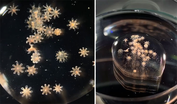 Εκπληκτικό βίντεο δείχνει μωρά μέδουσες κάτω από το μικροσκόπιο