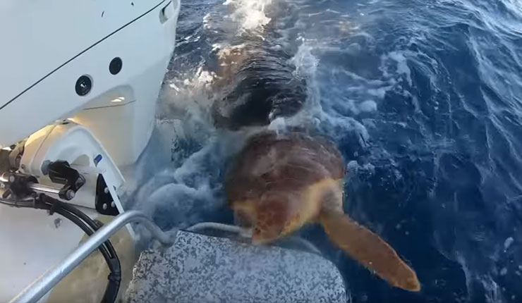 Ψαράδες κατέγραψαν την επίθεση ενός καρχαρία σε θαλάσσια χελώνα