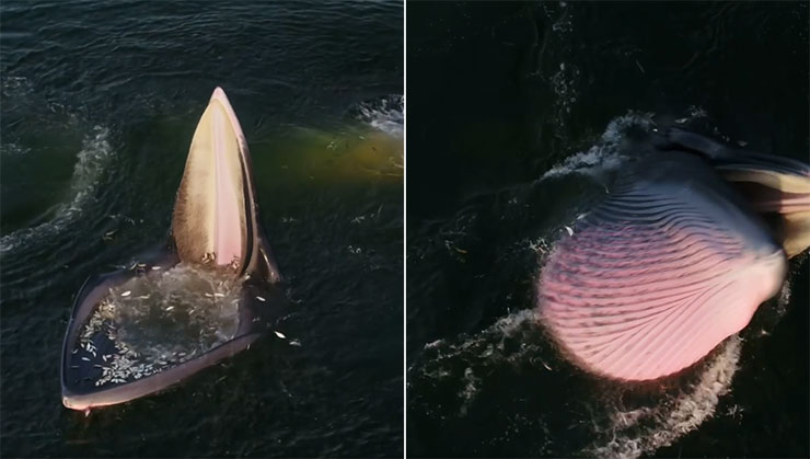 Drone κατέγραψε τον ξεχωριστό τρόπο με τον οποίο τρέφεται μια φάλαινα του Έντέν