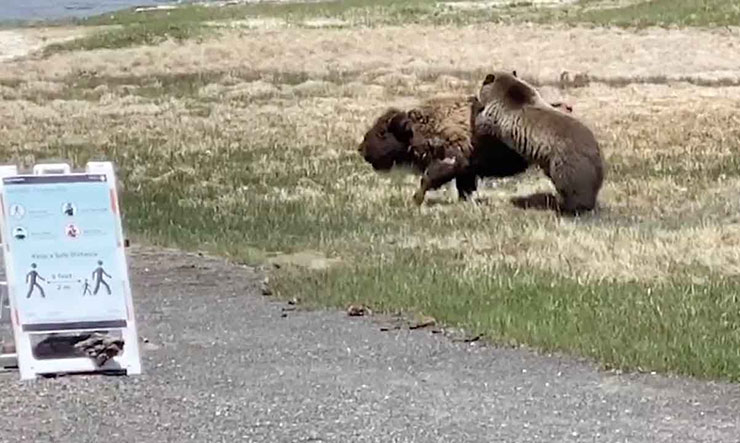 Αρκούδα και βίσωνας σε μια μάχη επιβίωσης στο Εθνικό Πάρκο Yellowstone
