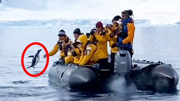 Πιγκουίνος ξεφεύγει από όρκες πηδώντας σε φουσκωτό σκάφος με τουρίστες