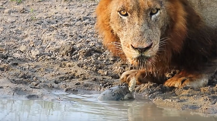 Ενοχλητική χελώνα τα βάζει με λιοντάρια που προσπαθούν να πιούν νερό