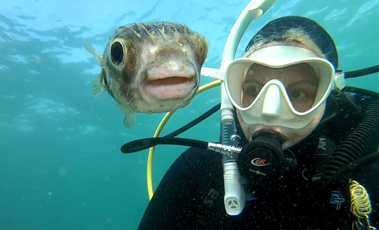 Pufferfish ποζάρει για μια selfie με δύτρια