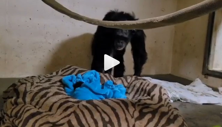 Η συγκινητική στιγμή που μαμά χιμπατζής βλέπει για πρώτη φορά το νεογέννητο της